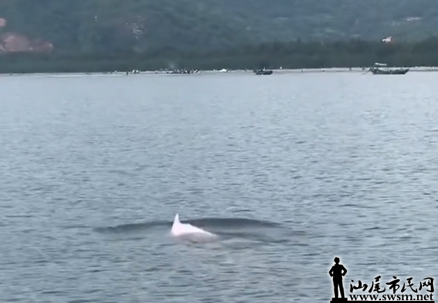 今天，海丰大湖海域惊现一条粉色的海豚...