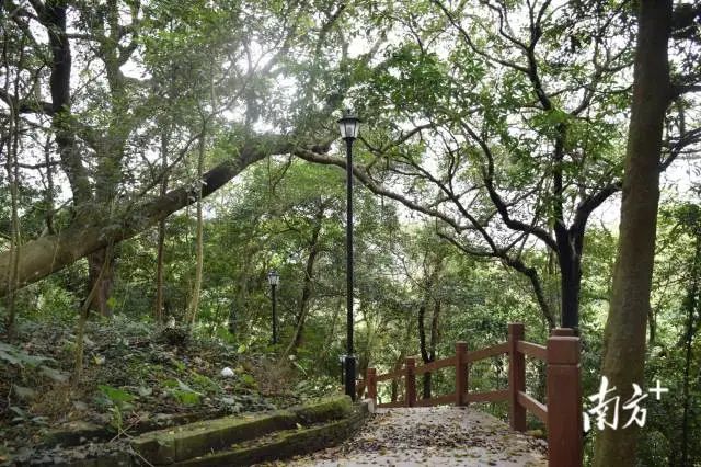 总投资308.39万！海丰县古树公园抒写生态文明新篇章