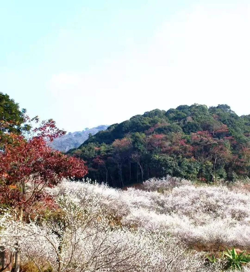 4A级景区螺洞世外梅园实行阶段性免门票优惠啦！
