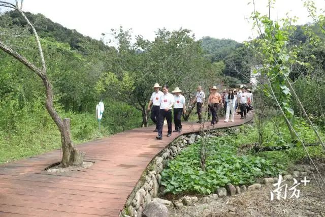 陆河：激活美丽经济，青梅“点绿”乡村