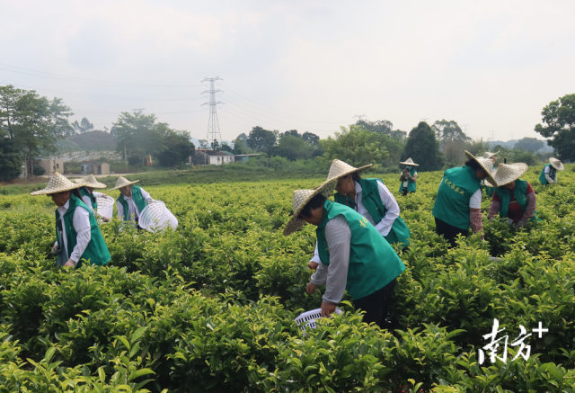 陆丰高美村引入单丛茶最佳种制技术！