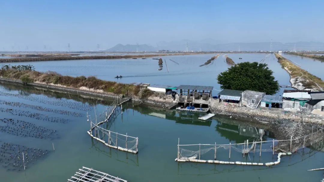 海丰：联安塭货海鲜丰收正当时 鱼蚝肥美受青睐