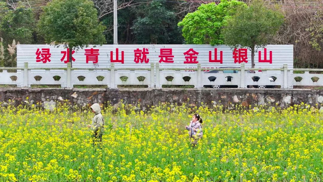 红草镇海梧村近百亩油菜花竞相开放