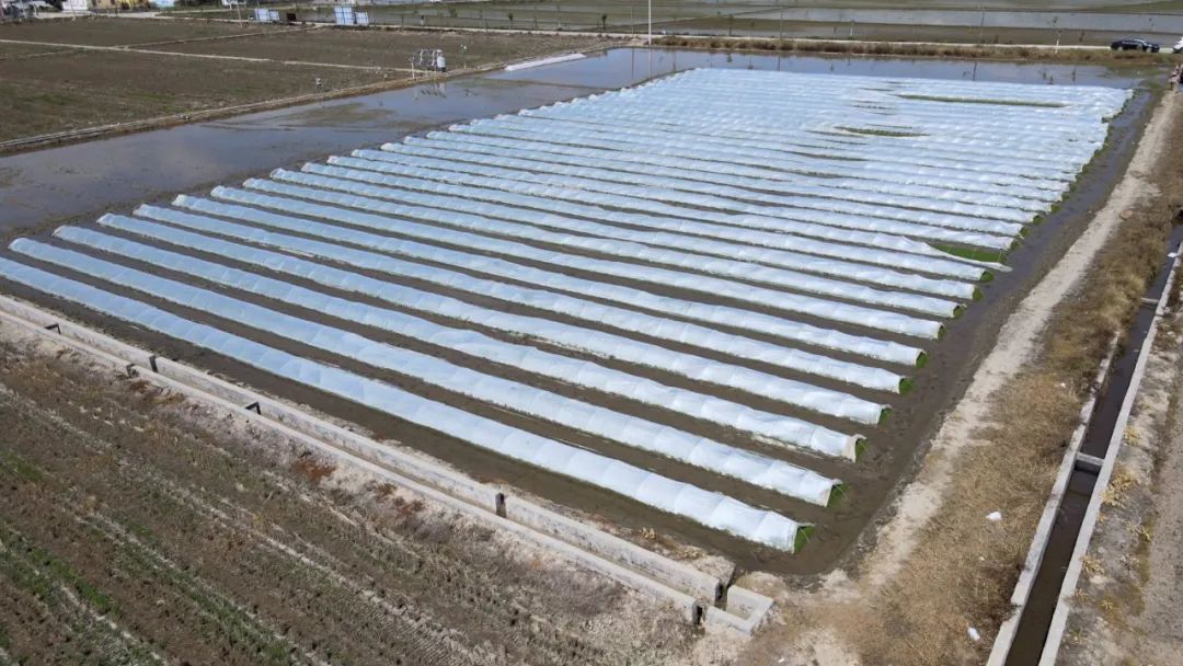 “海丰芯”“香汕油占1号”通过广东省审定 海丰农业再添新质生产力 ... ...