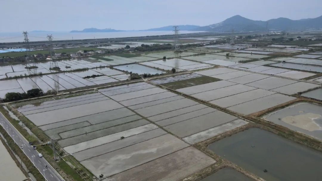 梅陇镇：机械化助力 晚造播种提速