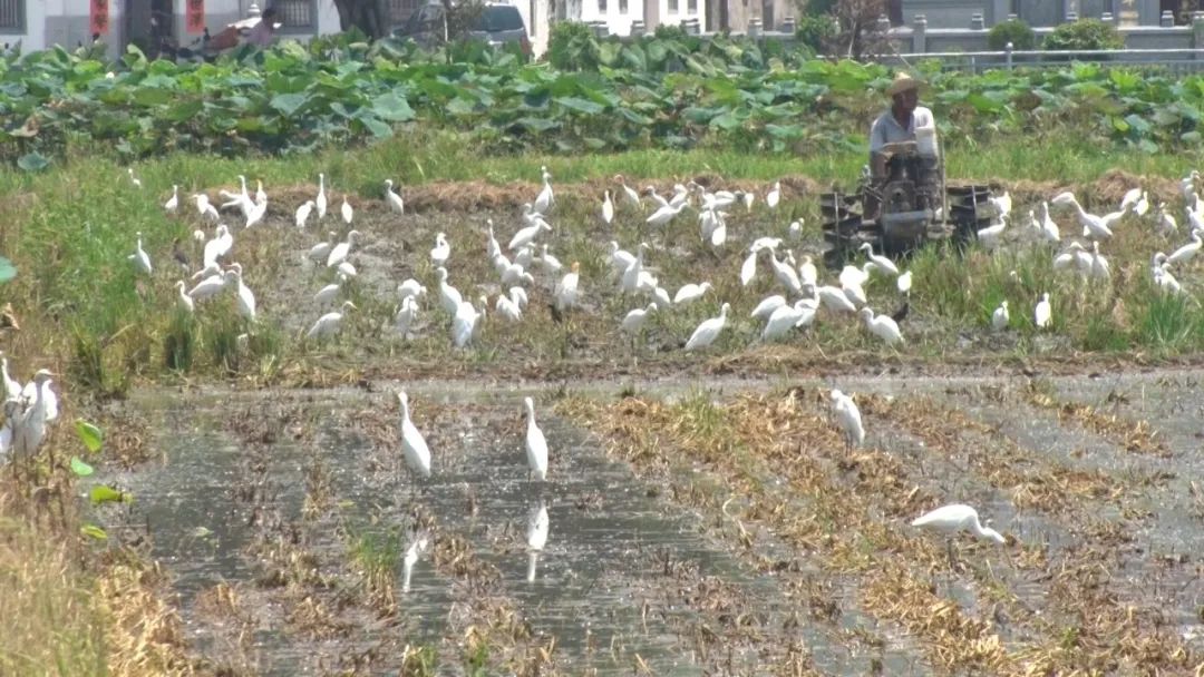 海丰梅陇：鹭影随犁舞 田园入画来